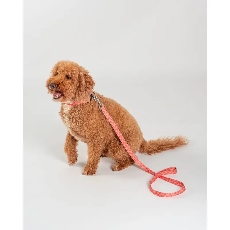 Saltrock Orange Equinox - Dog Lead - : Small