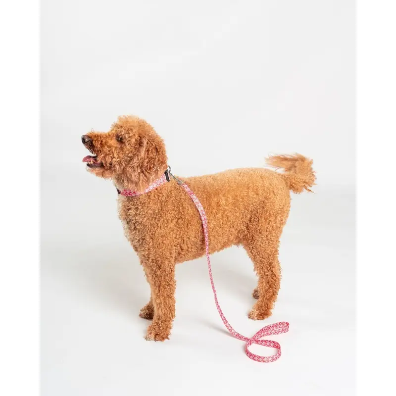 Saltrock Red Corp - Dog Lead - : Small