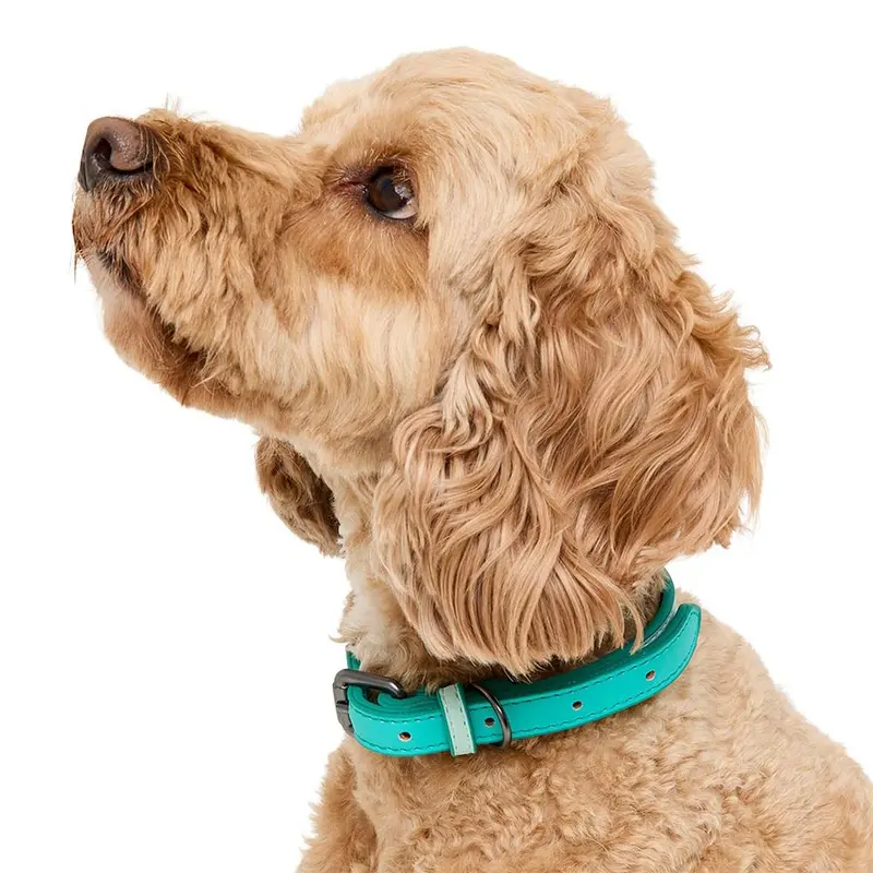 Pets At Home Duo Faux Leather Dog Collar Turquoise Small