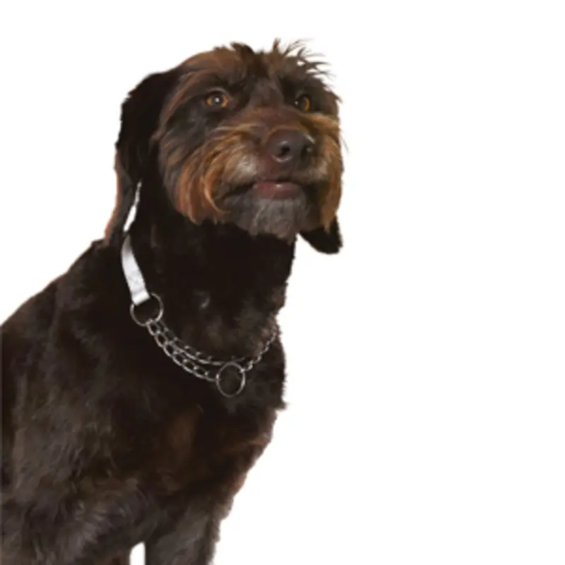 Pets At Home Half Check Dog Collar Black Medium