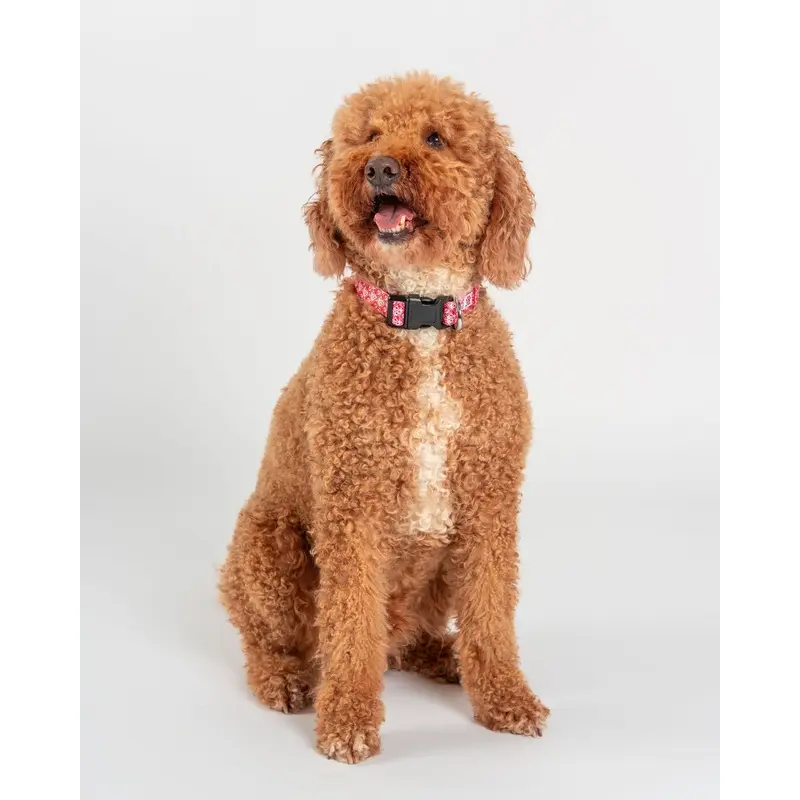 Saltrock Red Corp - Dog Collar - : Medium