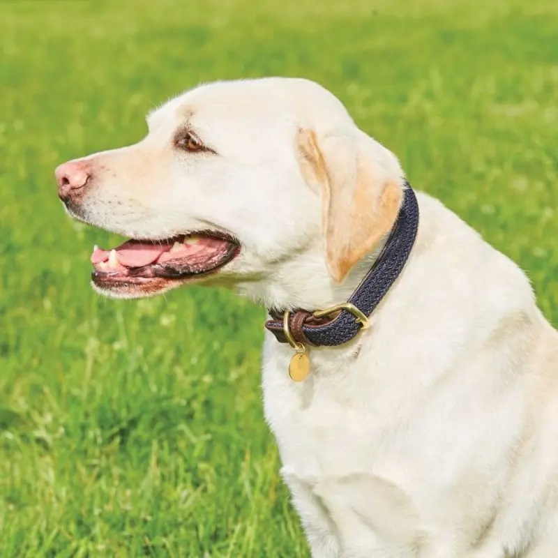 Weatherbeeta Leather Plaited Dog Collar - /Navy - Extra Brown Small