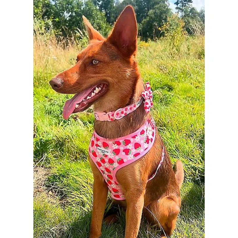 Freemans Cocopup Pupberry Fields Dog Collar