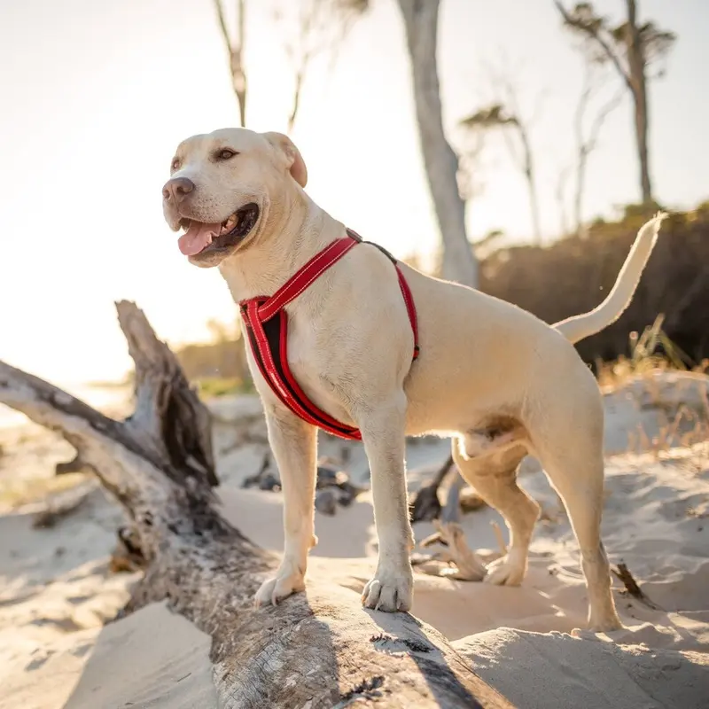 Ezydog Orange Classic Chest Plate Harness,, Blaze Medium