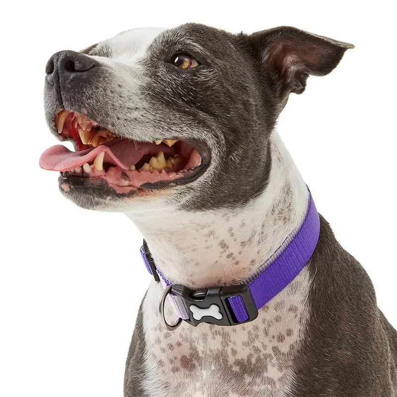 Pets At Home Dual Colour Dog Collar Purple Large-X Large