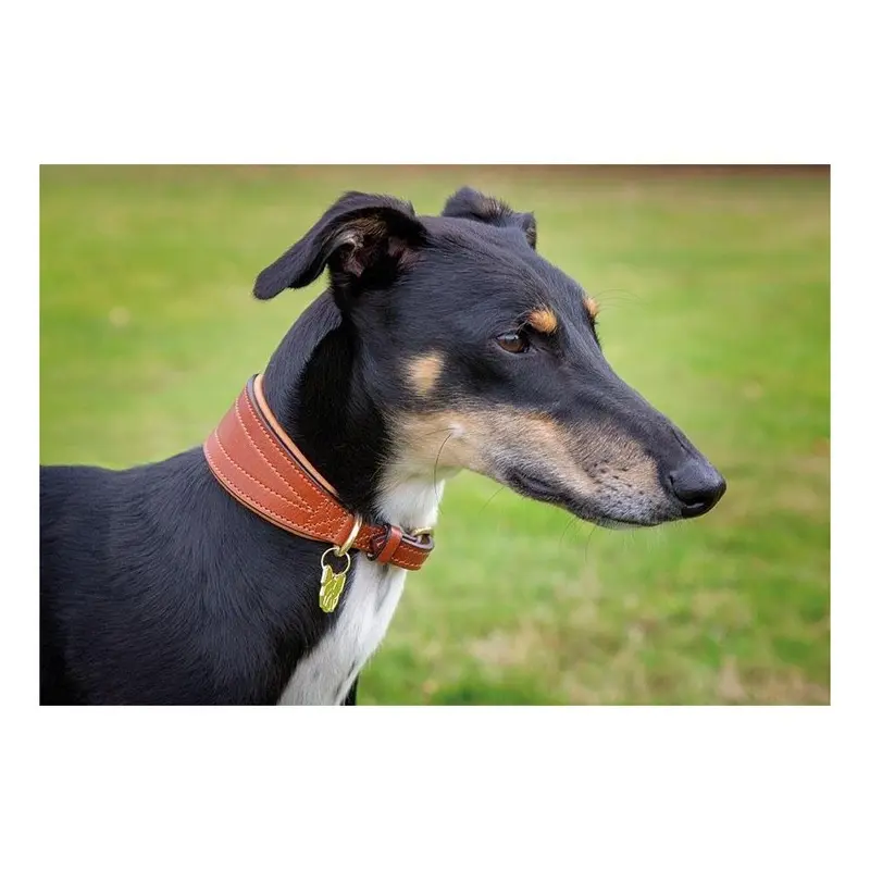 Digby & Fox (Tan, Padded Greyhound Collar Medium
