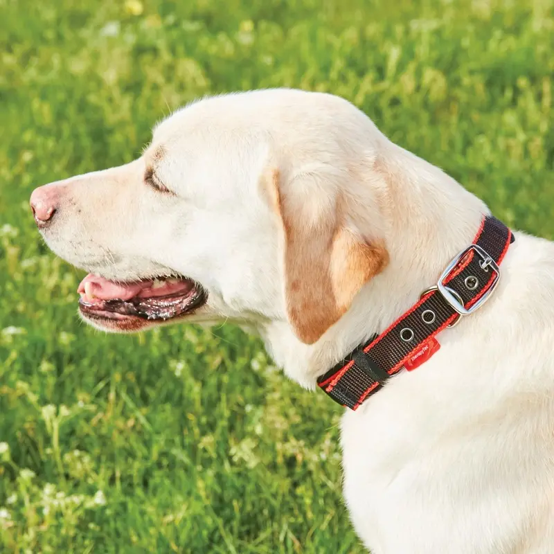 Weatherbeeta Therapy-Tec Dog Collar - Black/Red Small