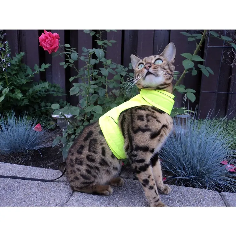 Mynwood Cat Jacket Mynwood Cat Jacket/Harness High Viz Adult Cat Size 12