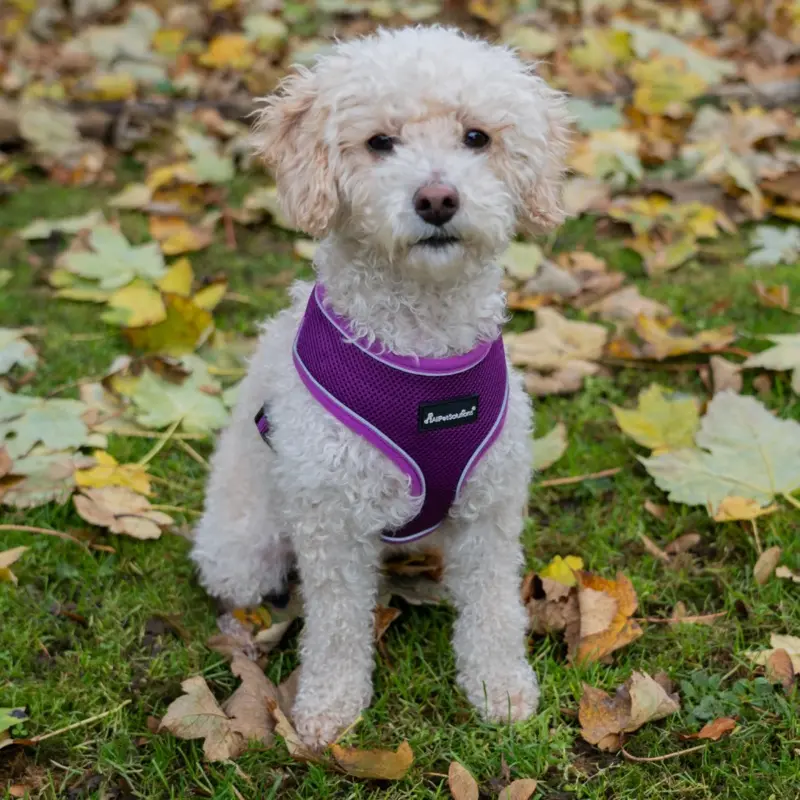 Allpetsolutions Purple ) Dog Harness With Reflective Strip In S/M/L Small