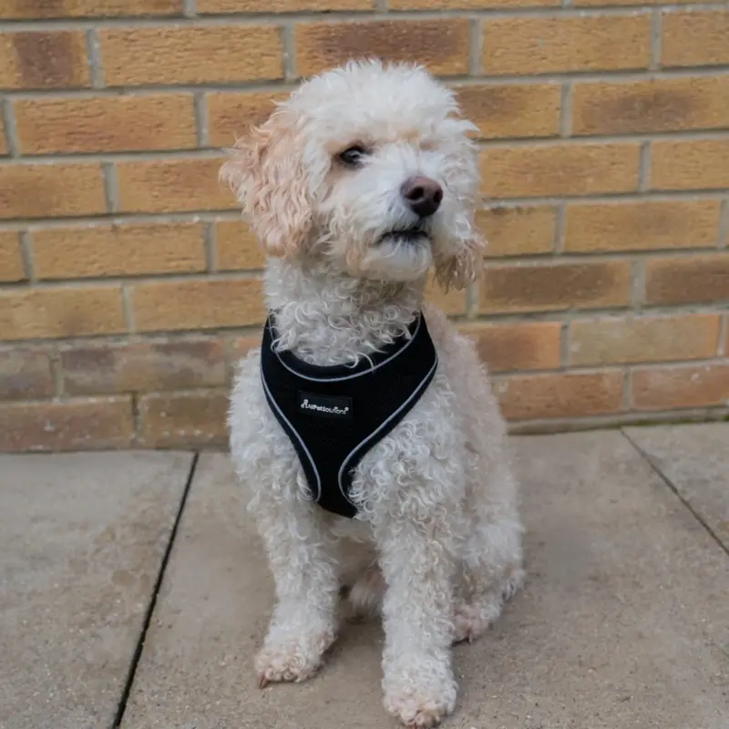Allpetsolutions Black ) Dog Harness With Reflective Strip In S/M/L Small