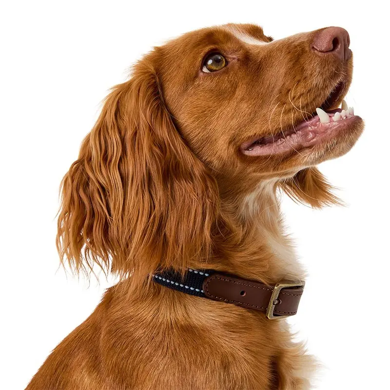 Wainwrights Leather Trim Dog Collar Navy Small