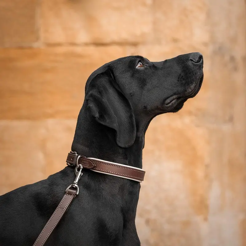Italian Padded Leather Dog Collar in Brown & Cream by Lords & Labradors