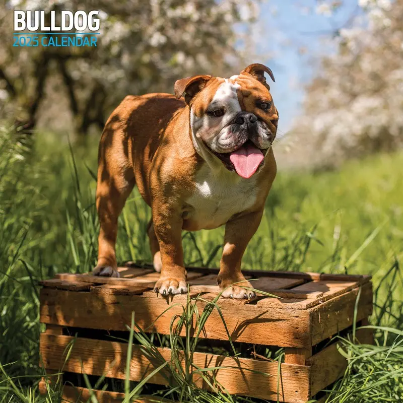 Bulldog Traditional Calendar 2025