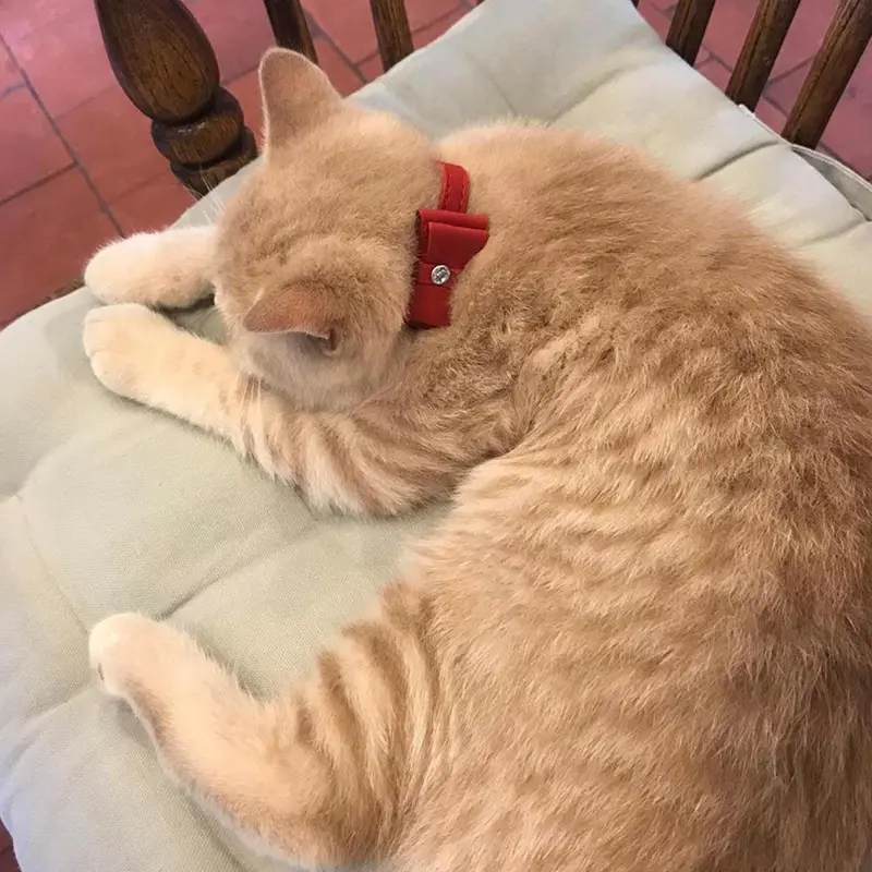 Rosewood Bow Tie Cat Collar