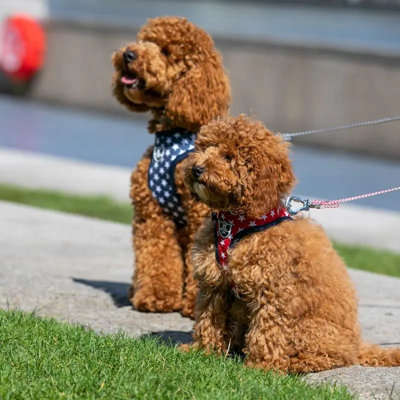 Hugo & Hudson Navy Star Dog Harness