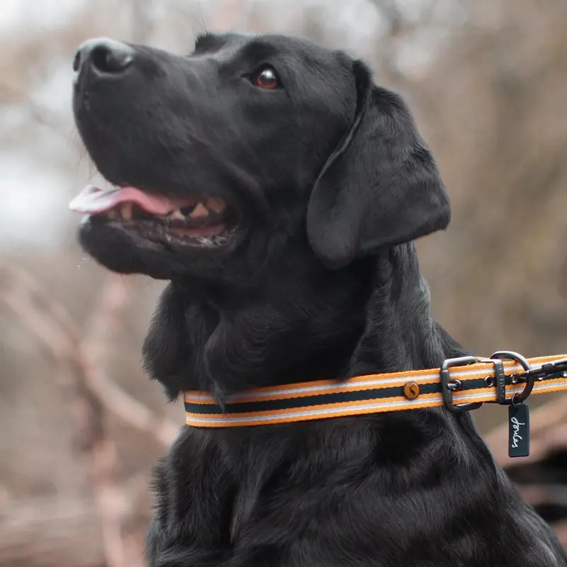 Joules Coastal Yellow & Navy Dog Collar
