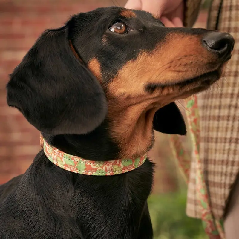 Hiro + Wolf X L&L Dog Collar