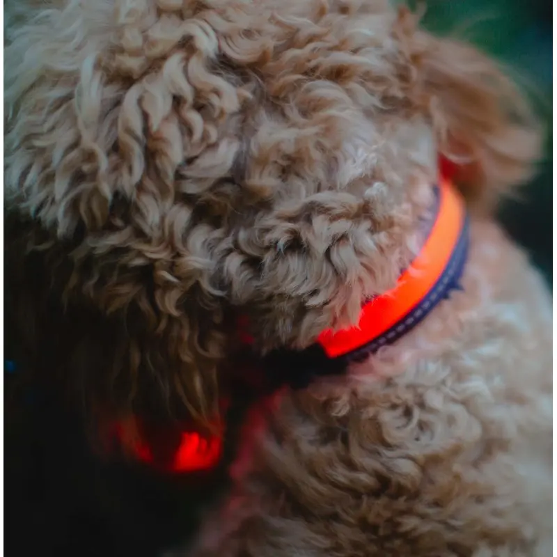 Zoon Flash & Go Rechargeable Collar