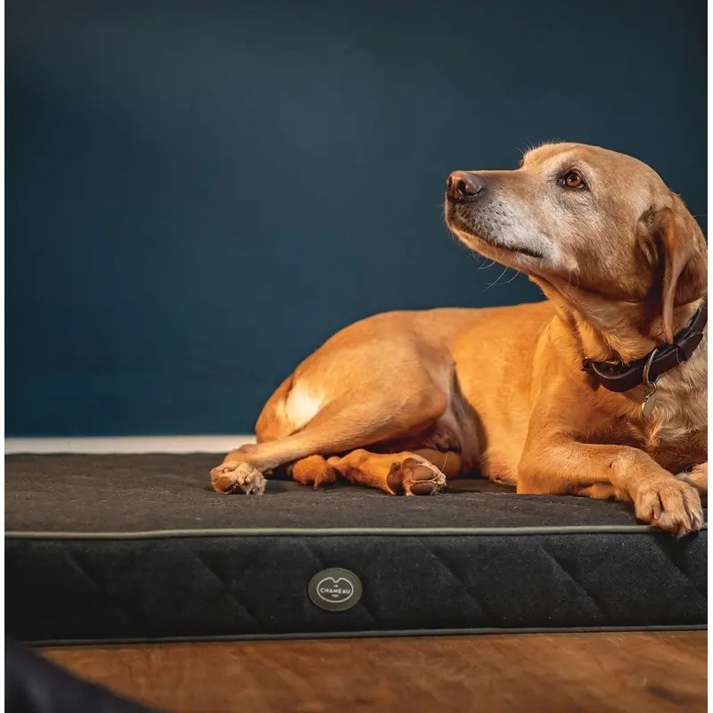 Le Chameau Cushion Dog Bed Green