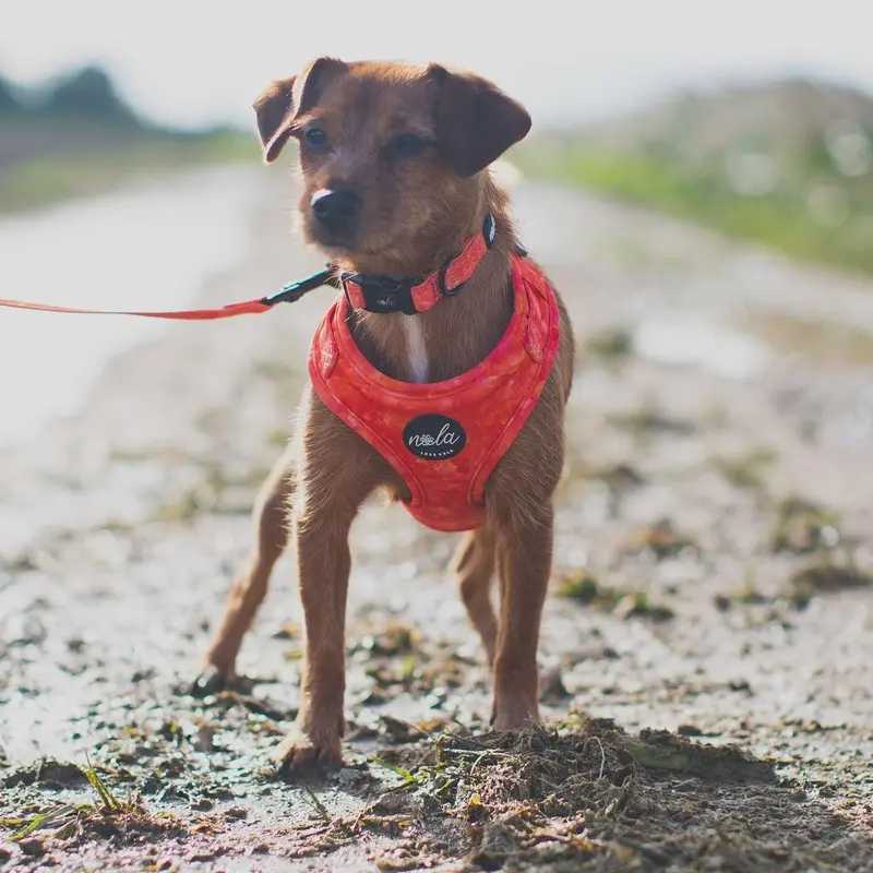 Love Nala Fire Harness