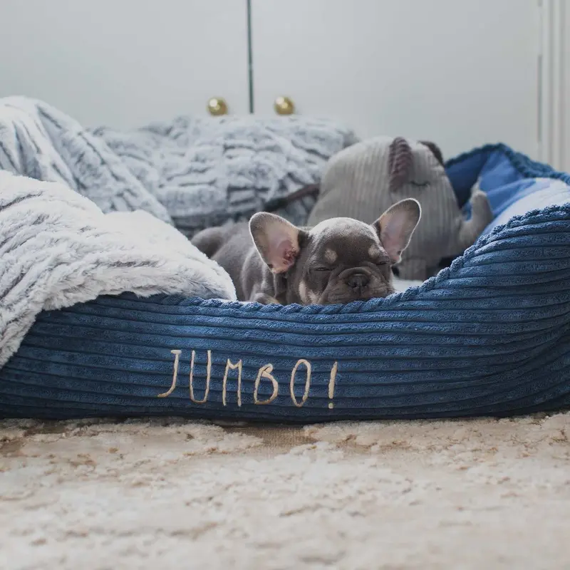 Zoon Jumbo! Elephant Set