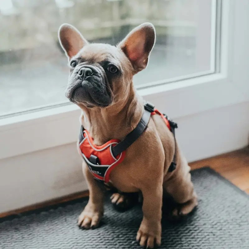 Hunter Divo Harness
