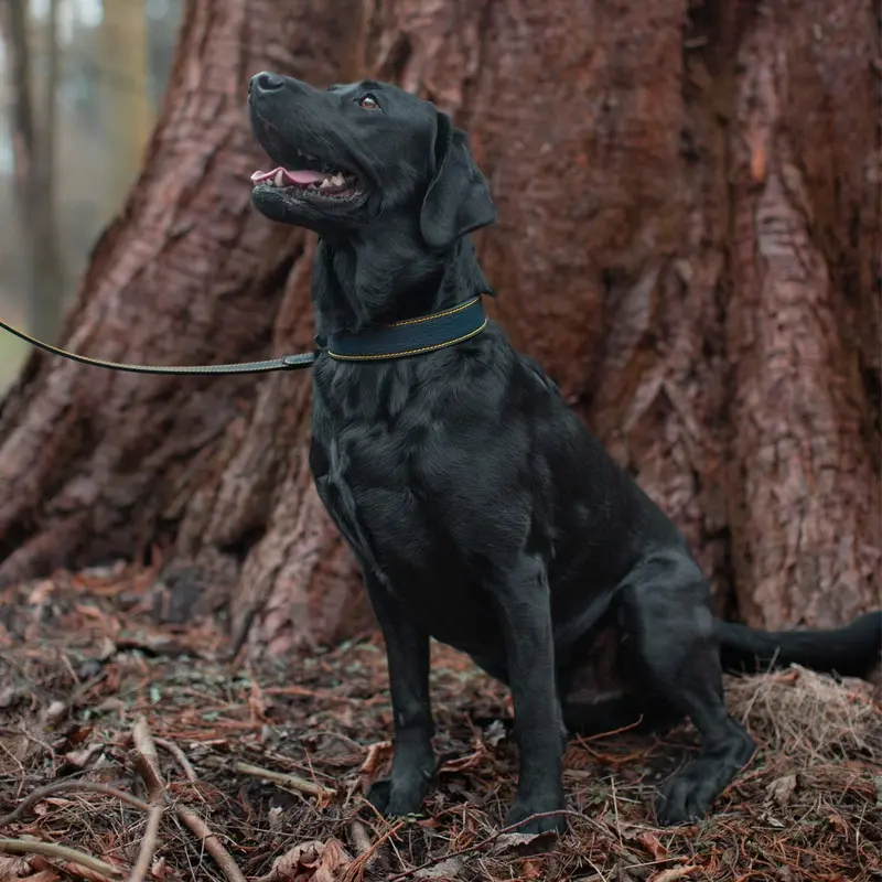 Joules Navy Leather Dog Collar