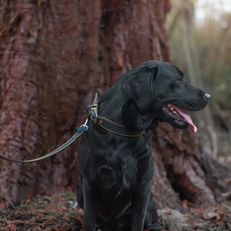 Joules Navy Leather Dog Lead