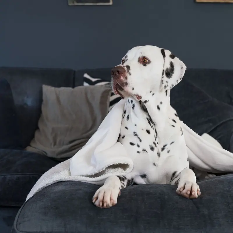 Dog & Puppy Blanket in Boucl by Lords & Labradors