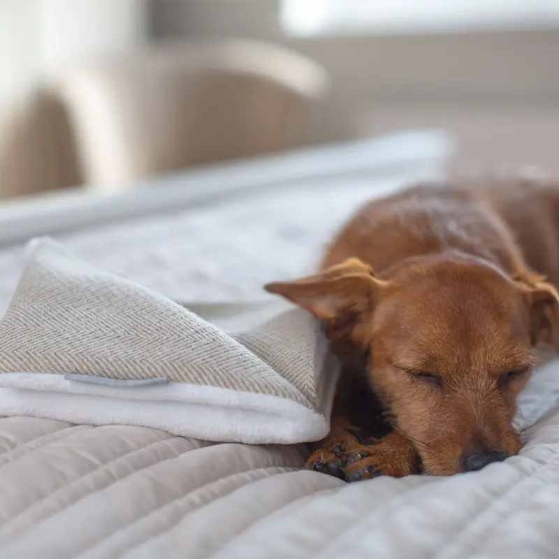 Puppy Scent Blanket in Herringbone Tweed by Lords & Labradors