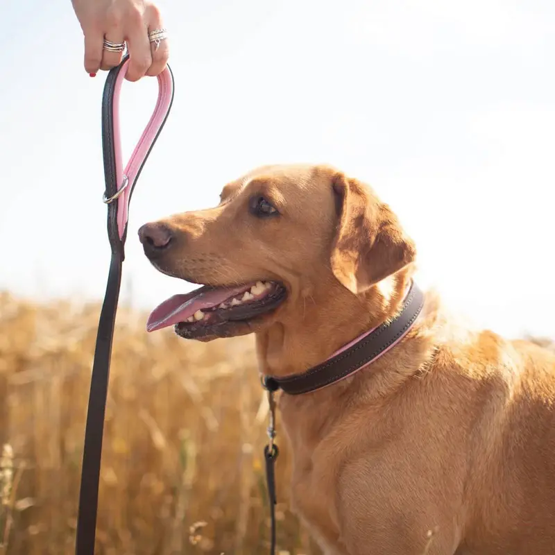 Dogs & Horses Colours Leather Collar