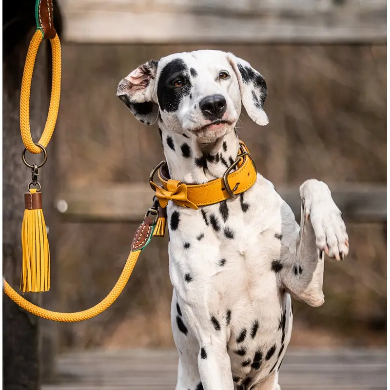 Bibi Dog Collar by DWAM