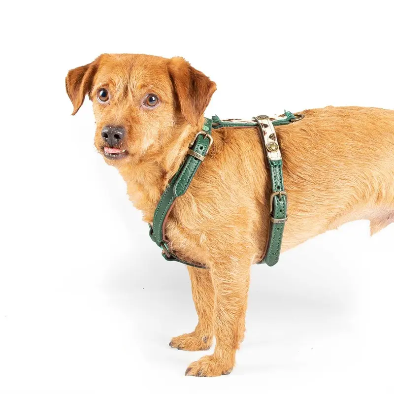 Ivy Dog Harness by DWAM