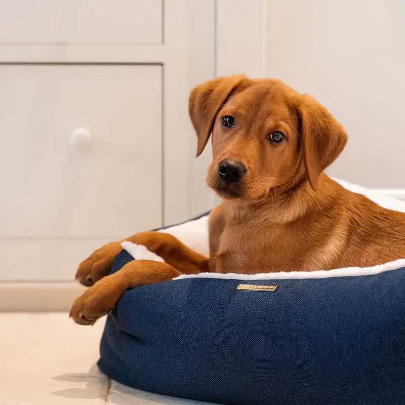 Essentials Twill Box Bed in Denim by Lords & Labradors