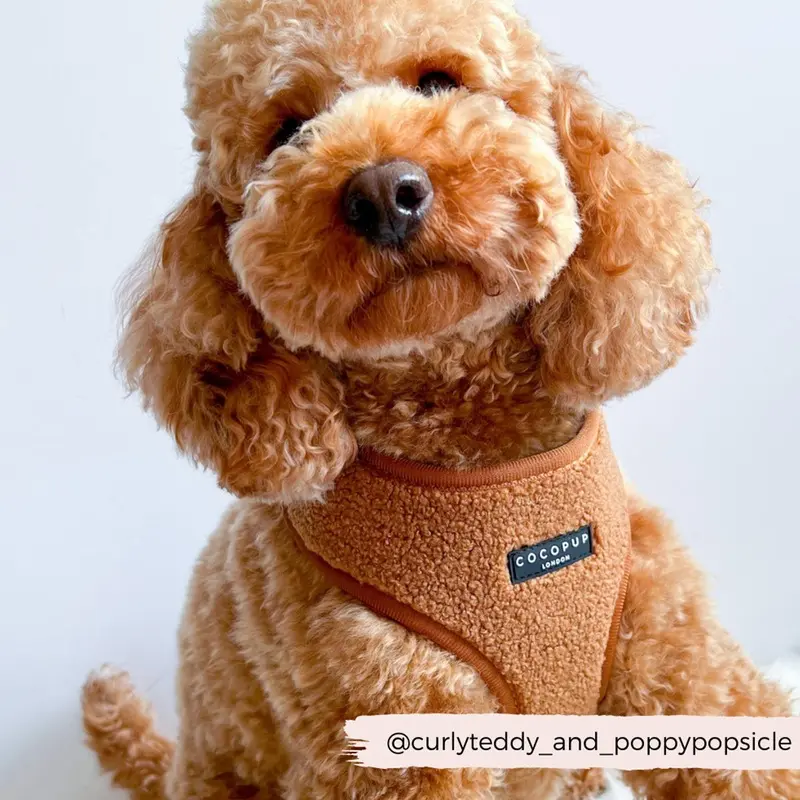 Cocopup London Paddington Teddy Adjustable Neck Harness