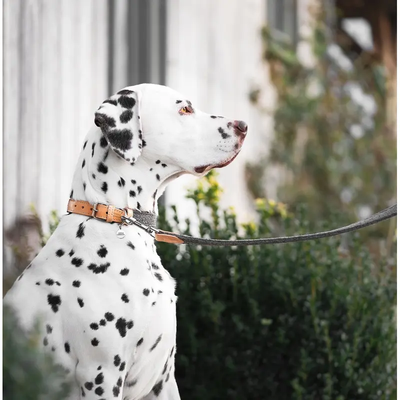 Essentials Herdwick Dog Collar in Graphite by Lords & Labradors