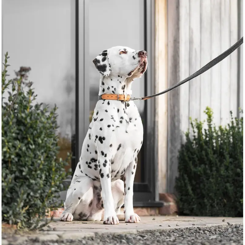 Essentials Herdwick Dog Lead in Graphite by Lords & Labradors