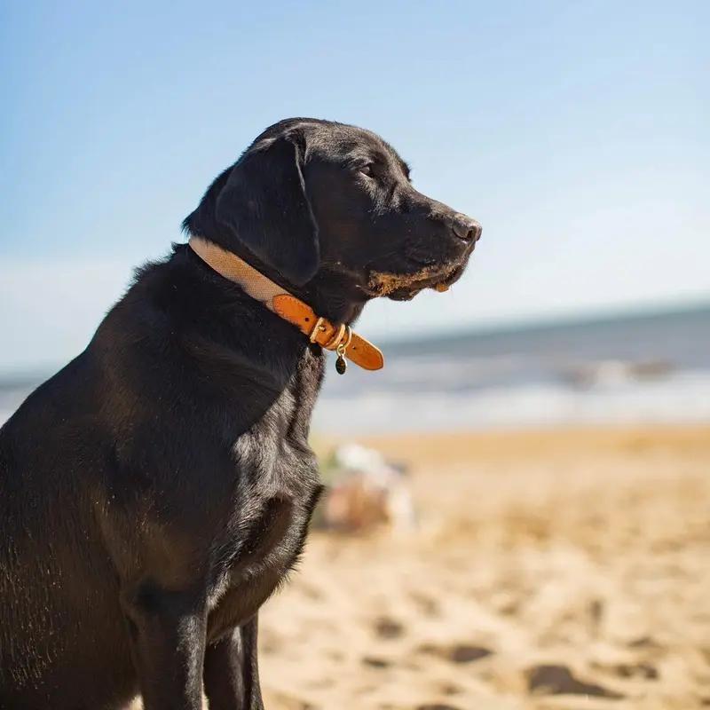 Essentials Twill Dog Collar in Linen by Lords & Labradors