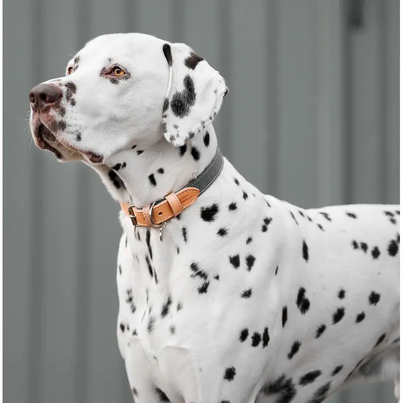 Essentials Twill Dog Collar in Slate by Lords & Labradors