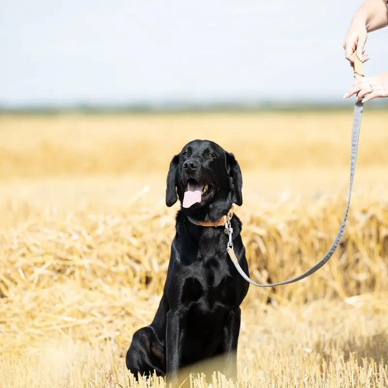 Essentials Twill Dog Lead in Slate by Lords & Labradors