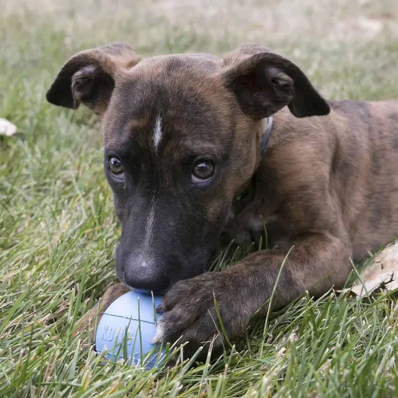 KONG Puppy Ball
