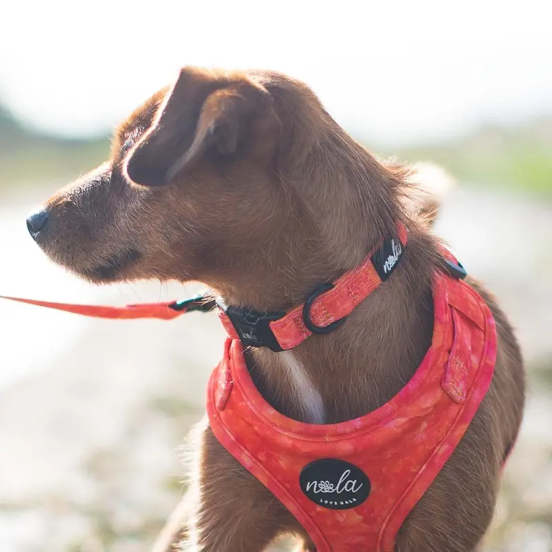 Love Nala Fire Collar