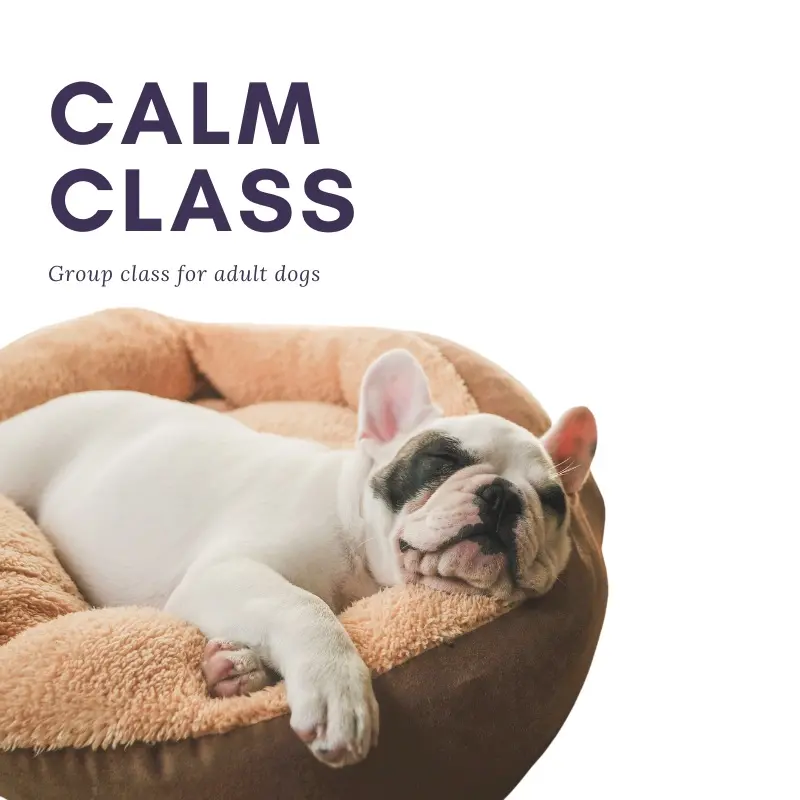 Calm Canine Obedience - Group Class