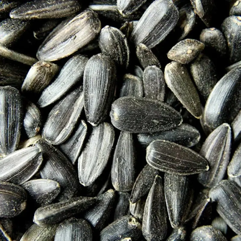 BLACK OIL SUNFLOWER 9KG