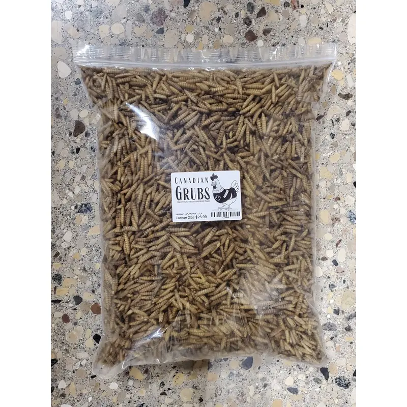 Black Soldier Fly Larvae 2lb -Canadian Grubs