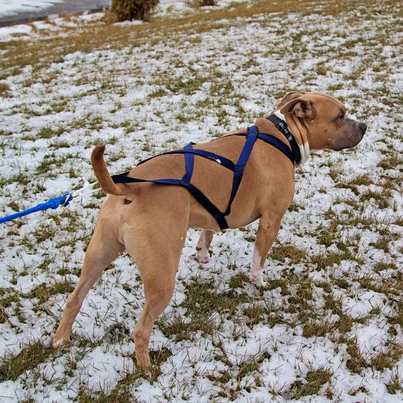 X-Back Pulling Harness Large (Kicksledding Skijoring)