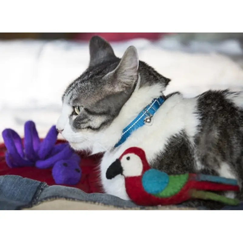 RC Breakaway Cat Collar Primary Colors