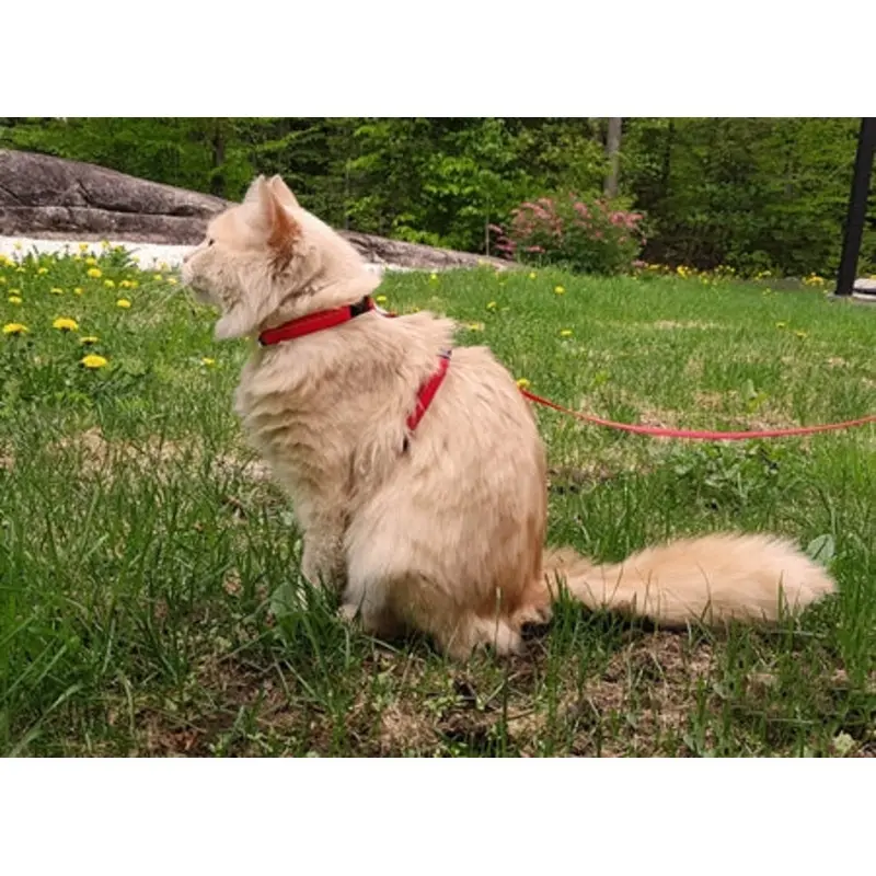 Primary Kitty Harness