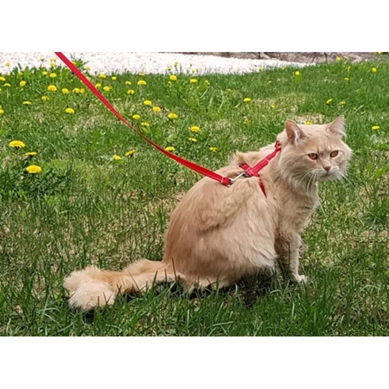 Primary Kitty Leash 6'