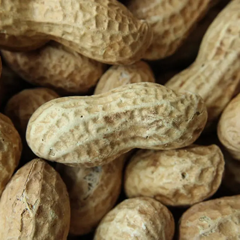 PEANUTS IN SHELL 4 KG